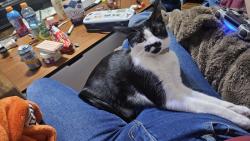 Reunited Female Cat last seen Wells park, Henderson, NV 89011