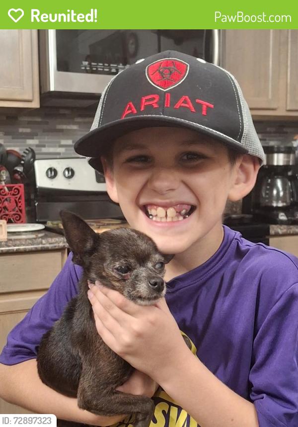 Reunited Female Dog last seen County Road 699 in Farmersville near 380, Farmersville, TX 75442