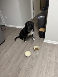 Lost Male Dog last seen South Millage, turner ate, Athens, GA 30605