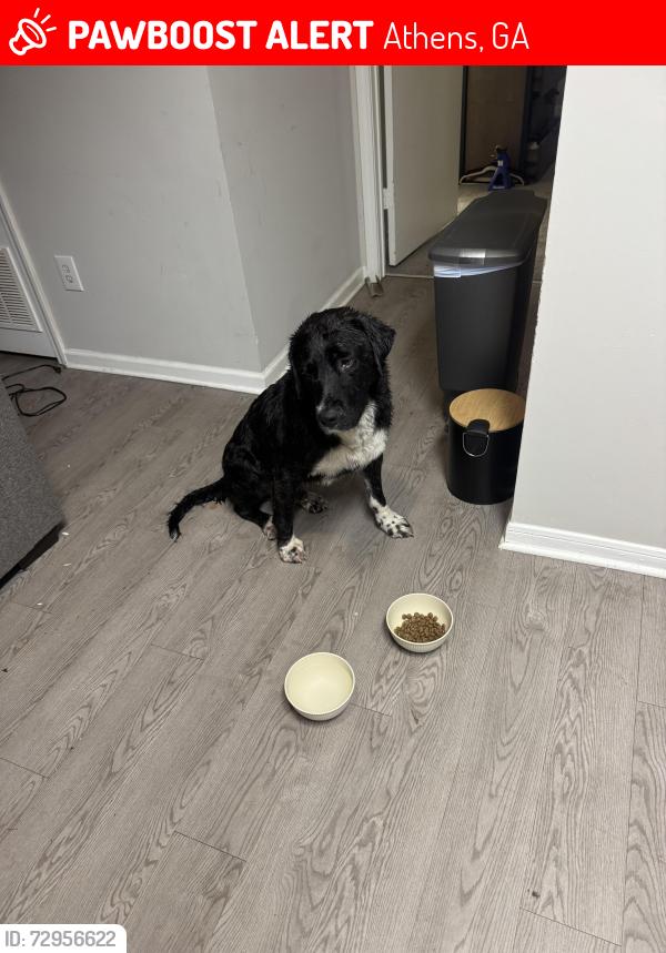 Lost Male Dog last seen South Millage, turner ate, Athens, GA 30605