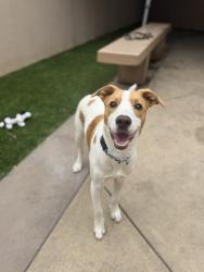 Shelter Stray Female Dog last seen Near Garber Avenue, San Diego, CA, 92139, San Diego, CA 92110