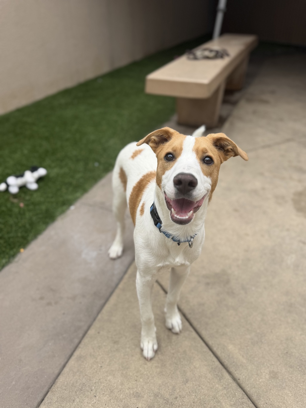 Shelter Stray Female Dog last seen Near Garber Avenue, San Diego, CA, 92139, San Diego, CA 92110