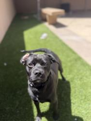 Shelter Stray Male Dog last seen Near Doriana Street, San Diego, CA, 92139, San Diego, CA 92110
