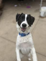 Shelter Stray Male Dog last seen Near Garber Avenue, San Diego, CA, 92139, San Diego, CA 92110