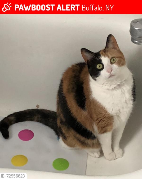 Lost Female Cat last seen Forest Elementary School , Buffalo, NY 14221