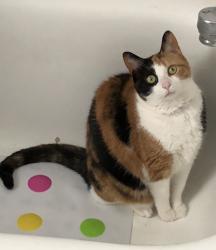 Lost Female Cat last seen Forest Elementary School , Buffalo, NY 14221