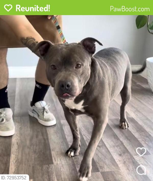 Reunited Male Dog last seen Sierra madre and San Gabriel , Azusa, CA 91702