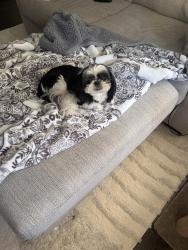 Reunited Male Dog last seen Overbrook Elementary / Carroll Road, Charleston, WV 25314