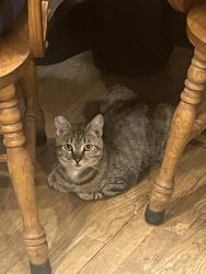 Lost Male Cat last seen Layton Road Stanfordville, NY, Stanfordville, NY 12581