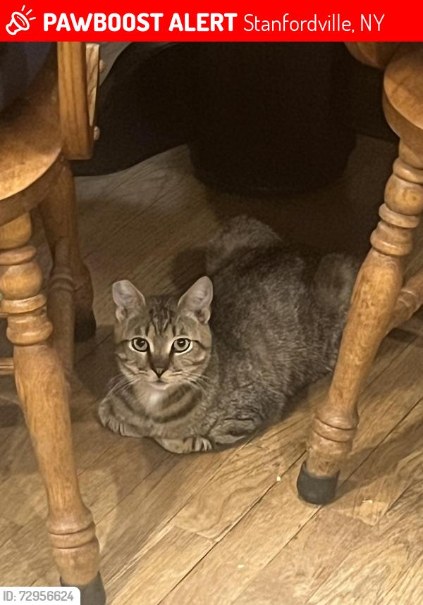 Lost Male Cat last seen Layton Road Stanfordville, NY, Stanfordville, NY 12581