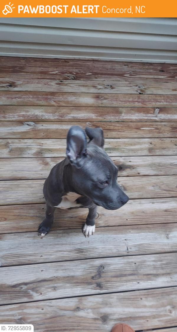 Found/Stray Female Dog last seen Fire Station and Union St Concord NC, Concord, NC 28025