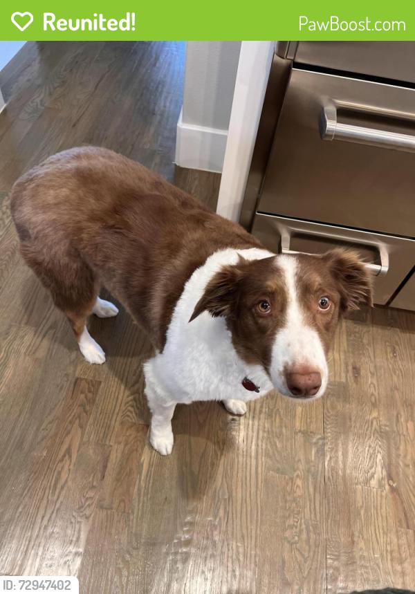 Reunited Male Dog last seen Precinct and Lavaca, Colleyville, TX 76034
