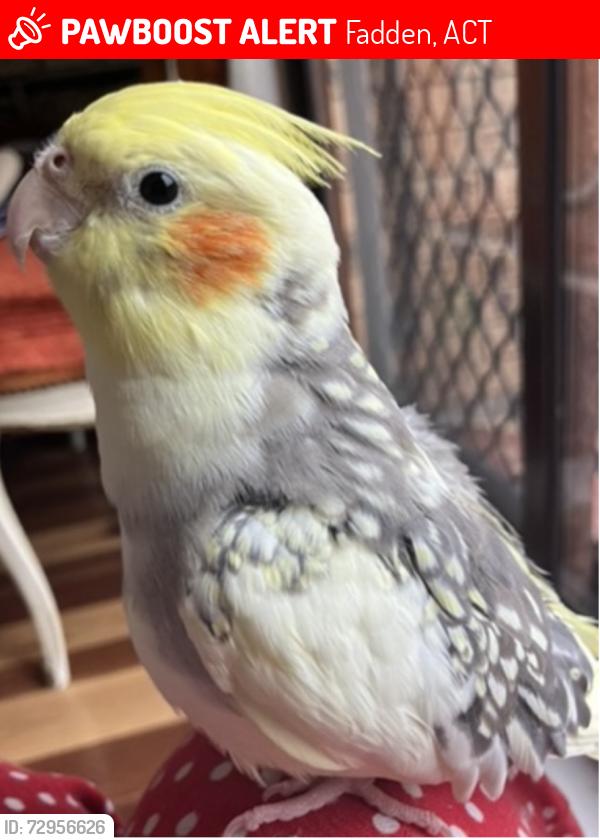 Lost Female Bird last seen Fadden , Fadden, ACT 2904