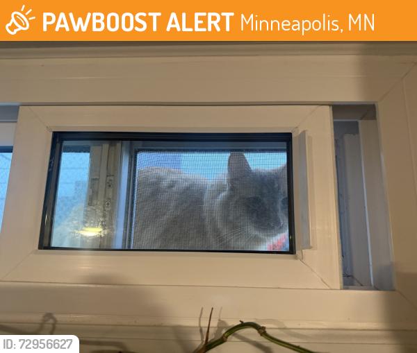 Found/Stray Unknown Cat last seen Cavell Park, Minneapolis, MN 55418