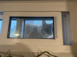 Found/Stray Unknown Cat last seen Cavell Park, Minneapolis, MN 55418
