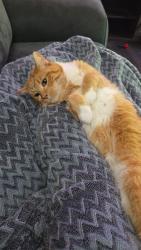 Lost Male Cat last seen Clarke Rd and dundas, London, ON N5W 5B6