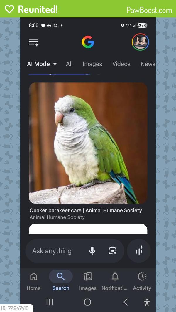 Reunited Male Bird last seen Roseland Drive Elk Forest area of Charleston 2, Charleston, WV 25302