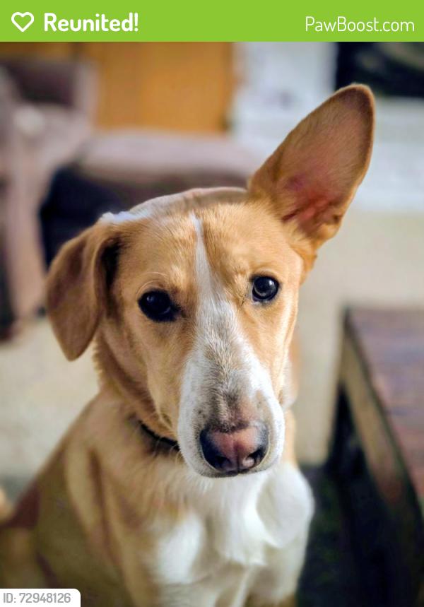 Reunited Male Dog last seen 75th St and Allisonville Road, Indianapolis, IN 46250