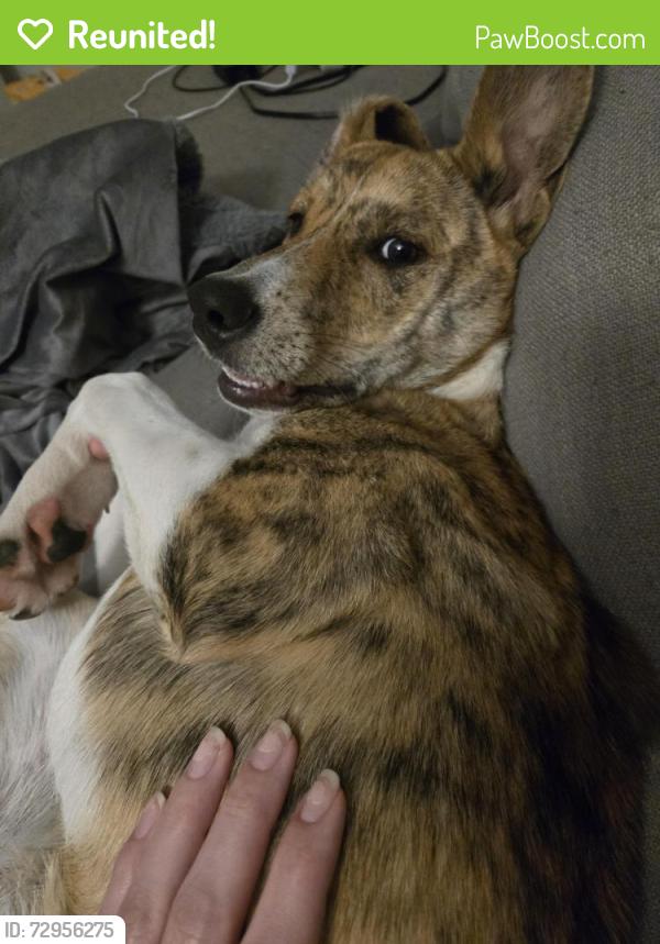 Reunited Female Dog last seen Cricket rd, stoney point loop, Fayetteville, NC 28306