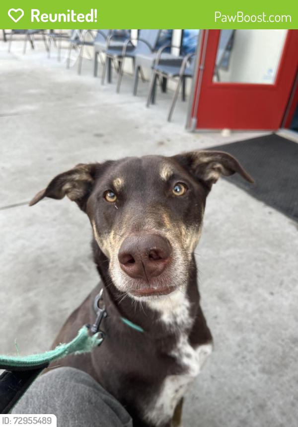 Reunited Female Dog last seen Locust, Boise, ID 83712