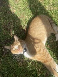 Lost Male Cat last seen Banksia Station, Banksia, NSW 2216