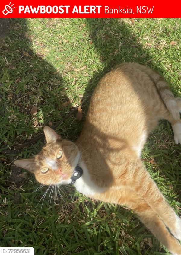 Lost Male Cat last seen Banksia Station, Banksia, NSW 2216