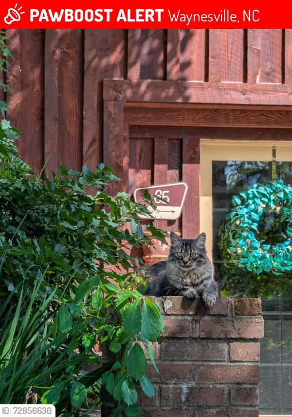 Lost Male Cat last seen East st , Waynesville, NC 28786