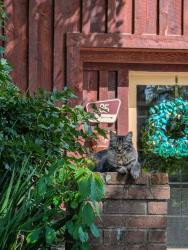Lost Male Cat last seen East st , Waynesville, NC 28786