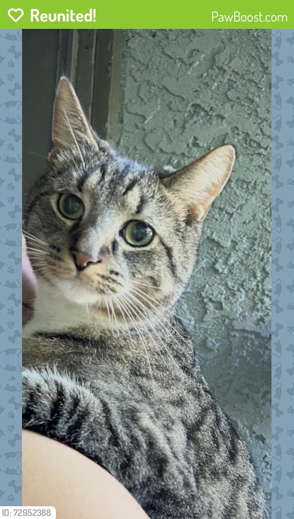 Reunited Male Cat last seen Parkview trailer park , Marcus Hook, PA 19061