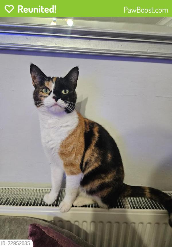 Reunited Female Cat last seen Fernlea, Risca, Newport NP11, UK, Risca, Wales NP11
