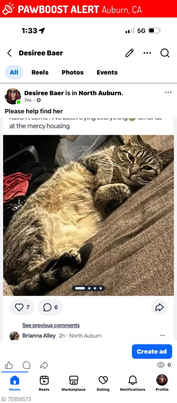Lost Female Cat last seen Bell atwood, Auburn, CA 95603