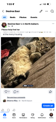 Lost Female Cat last seen Bell atwood, Auburn, CA 95603