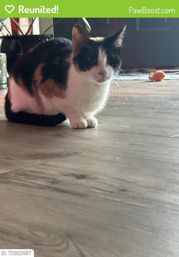Reunited Female Cat last seen Plainfield Ct, Wilmington, NC 28411