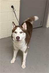 Shelter Stray Male Dog last seen PALM SPRINGS RD LONGWOOD, Sanford, FL 32773