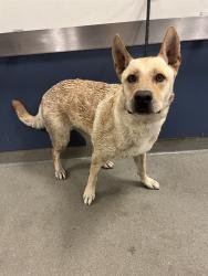 Shelter Stray Female Dog last seen HIGHWAY 821 & EXT 1, Doral, FL 33122