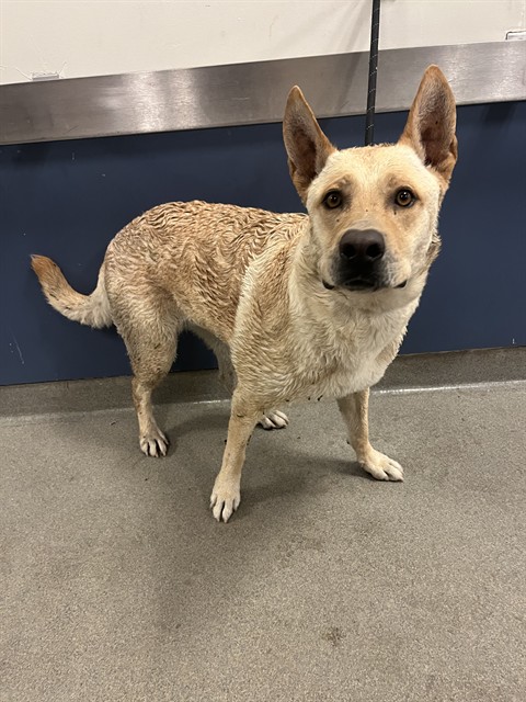 Shelter Stray Female Dog last seen HIGHWAY 821 & EXT 1, Doral, FL 33122
