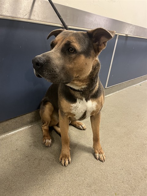 Shelter Stray Male Dog last seen HIGHWAY 821 & EXT 1, Doral, FL 33122