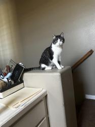 Reunited Male Cat last seen La Palma/inwood lane, La Palma, CA 90623