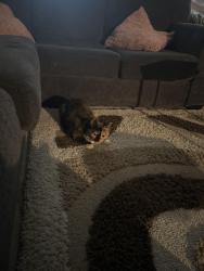 Reunited Female Cat last seen Kildare, Winnipeg, MB R2C 2X2