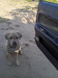 Lost Female Dog last seen Terwilliger and Kirby in Anza California , Anza, CA 92539