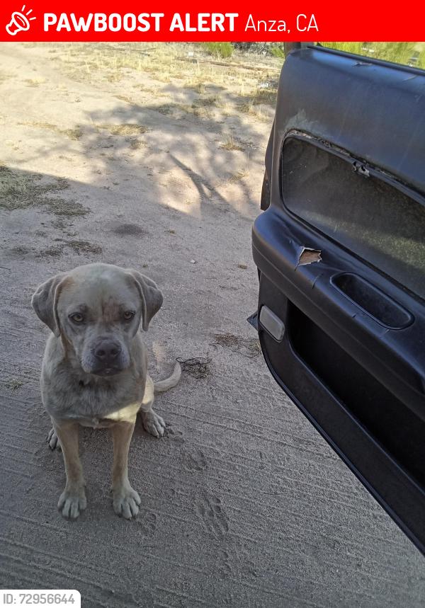Lost Female Dog last seen Terwilliger and Kirby in Anza California , Anza, CA 92539