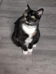 Lost Female Cat last seen Penrose school 78th and Buist avenue 19153, Philadelphia, PA 19153