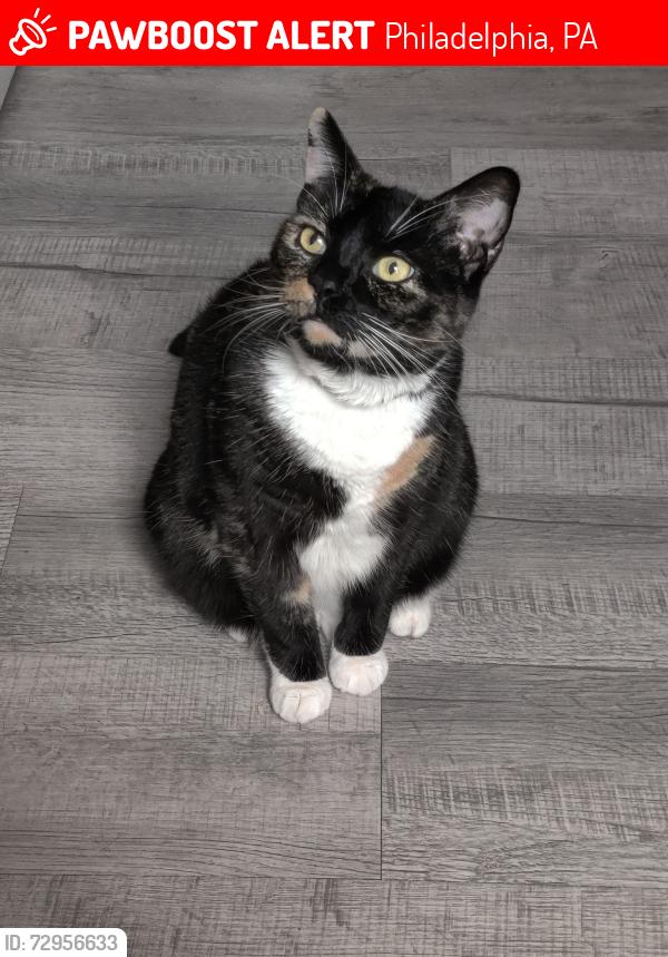 Lost Female Cat last seen Penrose school 78th and Buist avenue 19153, Philadelphia, PA 19153