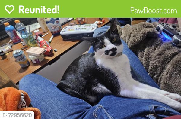Reunited Female Cat last seen Wells park, Henderson, NV 89011