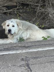Found/Stray Male Dog last seen Main St and S Bluegrove Rd, Lancaster, TX 75146