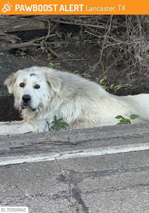 Found/Stray Male Dog last seen Main St and S Bluegrove Rd, Lancaster, TX 75146