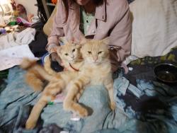 Lost Male Cat last seen James St and Kitchener St , South Toowoomba, QLD 4350