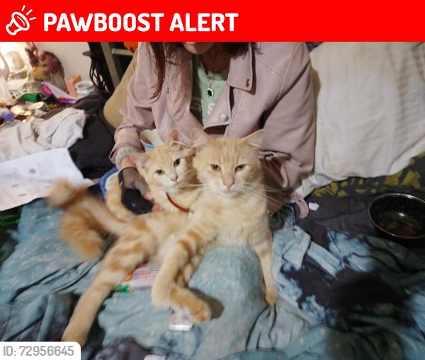 Lost Male Cat last seen James St and Kitchener St , South Toowoomba, QLD 4350