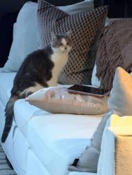 Found/Stray Unknown Cat last seen Near Pesaro Way, Dublin, OH 43017