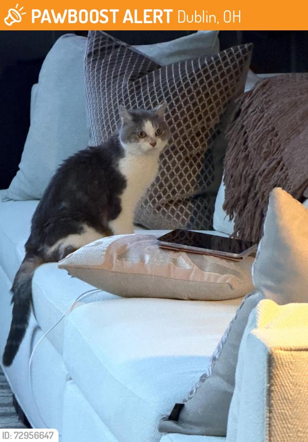 Found/Stray Unknown Cat last seen Near Pesaro Way, Dublin, OH 43017